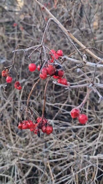 Рассвет ☀️ смотреть онлайн