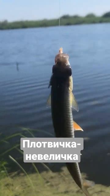 Плотва все ловится смотреть онлайн