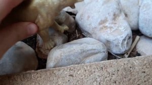 прайд львов 1-й части