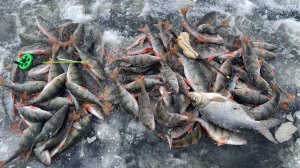 Ловля окуня на мелководье Финского залива | Блесна или мормышка, что лучше? |