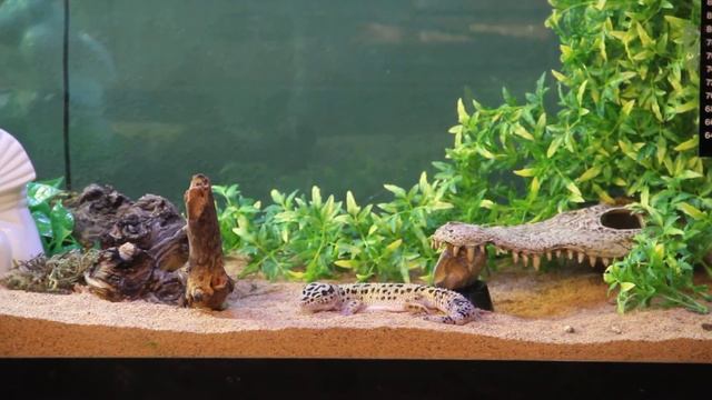 55 gallon leopard gecko set up. смотреть онлайн