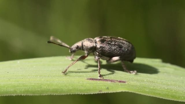 This is a WEEVIL. смотреть онлайн