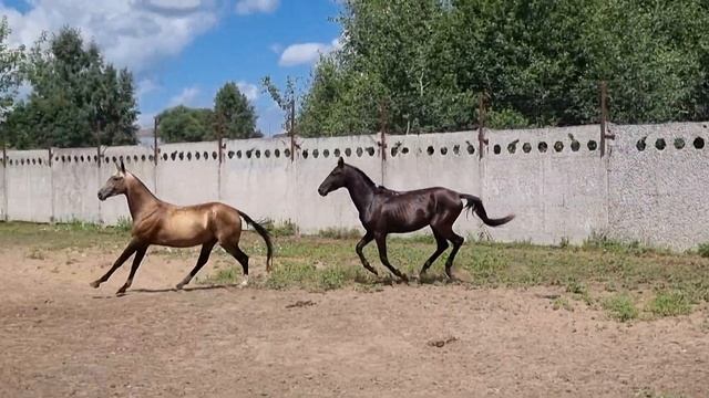 Продажа Ахалтекинских лошадей. https://akhaltekellc.com Sale of Akhal-Teke horses смотреть онлайн