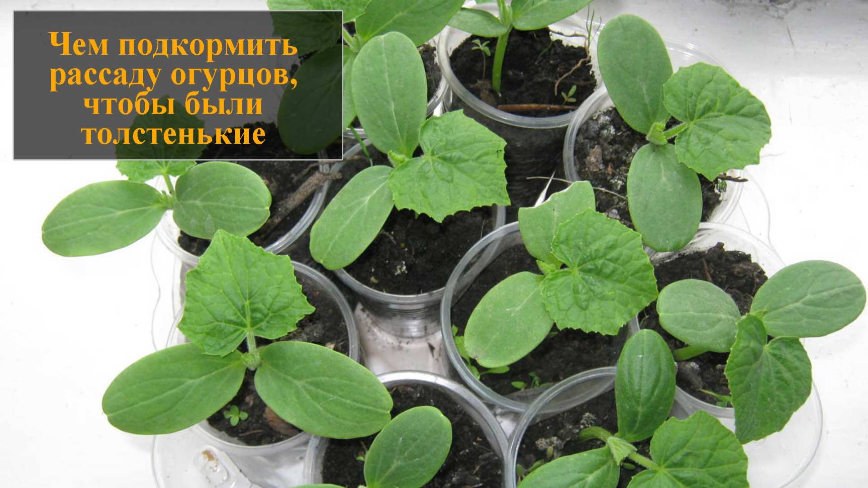 Чем подкормить рассаду огурцов чтобы были толстенькие смотреть онлайн
