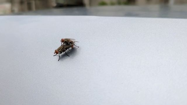 Mating behavior of Housefly (Musca domestica) 交配中的普通家蠅 смотреть онлайн