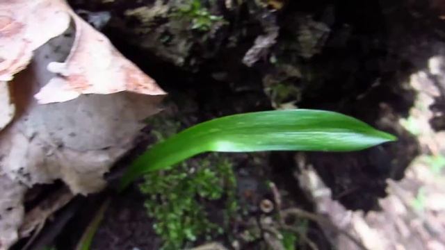 Scilla bifolia смотреть онлайн