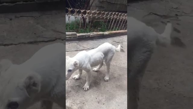 Щенок алабая Берта, 5 месяцев. Была выброшена на улицу. смотреть онлайн