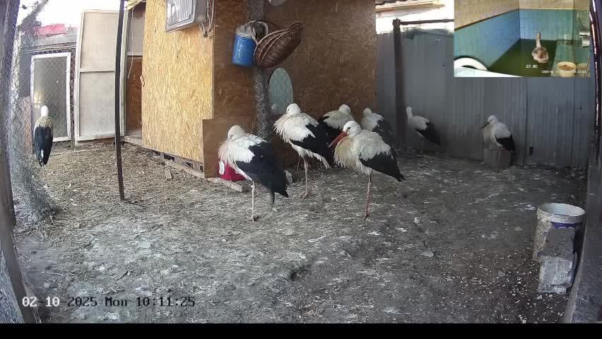 🔴LIVE🔴 Брестский аист 10.02.2025