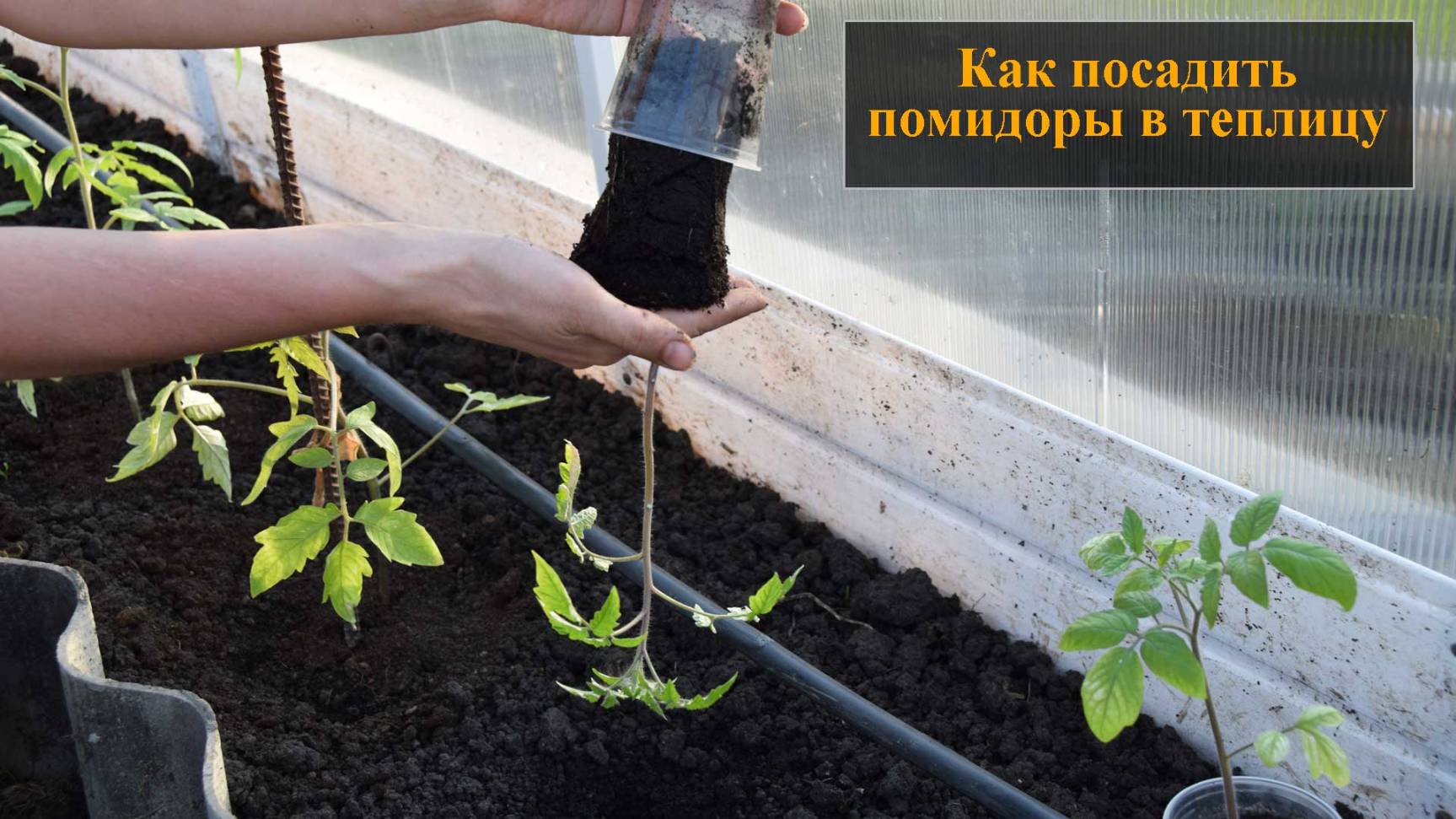Посадка помидор в теплицу смотреть онлайн