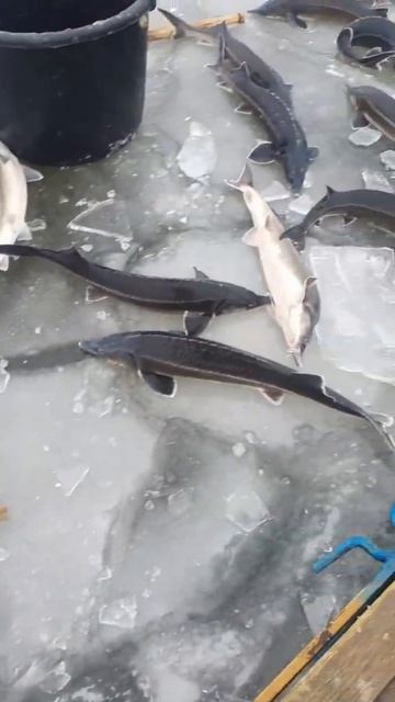 ПОШЛА РЫБАЛКА! настоящий рыбацкие им трофеи. #shorts #short #youtubeshorts #рыбалка смотреть онлайн