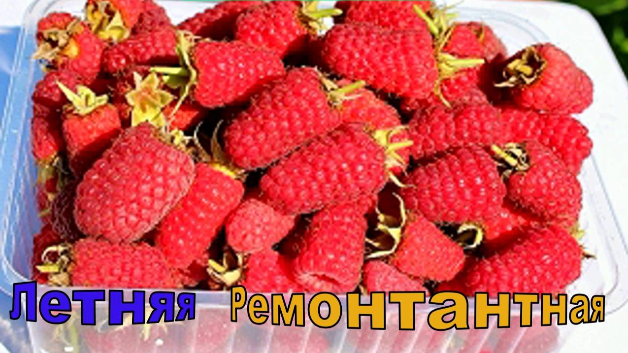 Малина летняя и ремонтантная