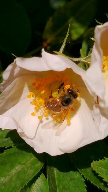 Пчёлка трудится на белом цветке шиповника. #relax #пениептиц #лето #цветы #шиповник #пчела смотреть онлайн