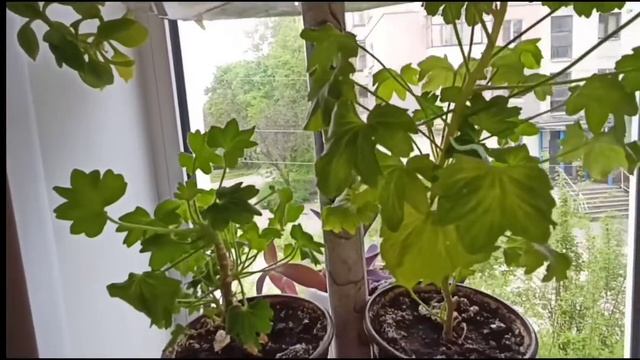 Мои комнатные цветы в апреле смотреть онлайн