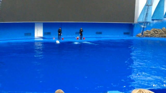 Шоу Дельфинов в Океанариуме 3 смотреть онлайн