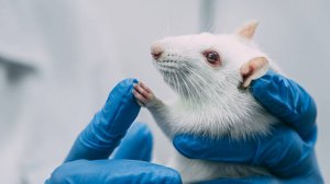 Новосибирским ученым удалось создать потомство мышей из замороженных эмбрионов