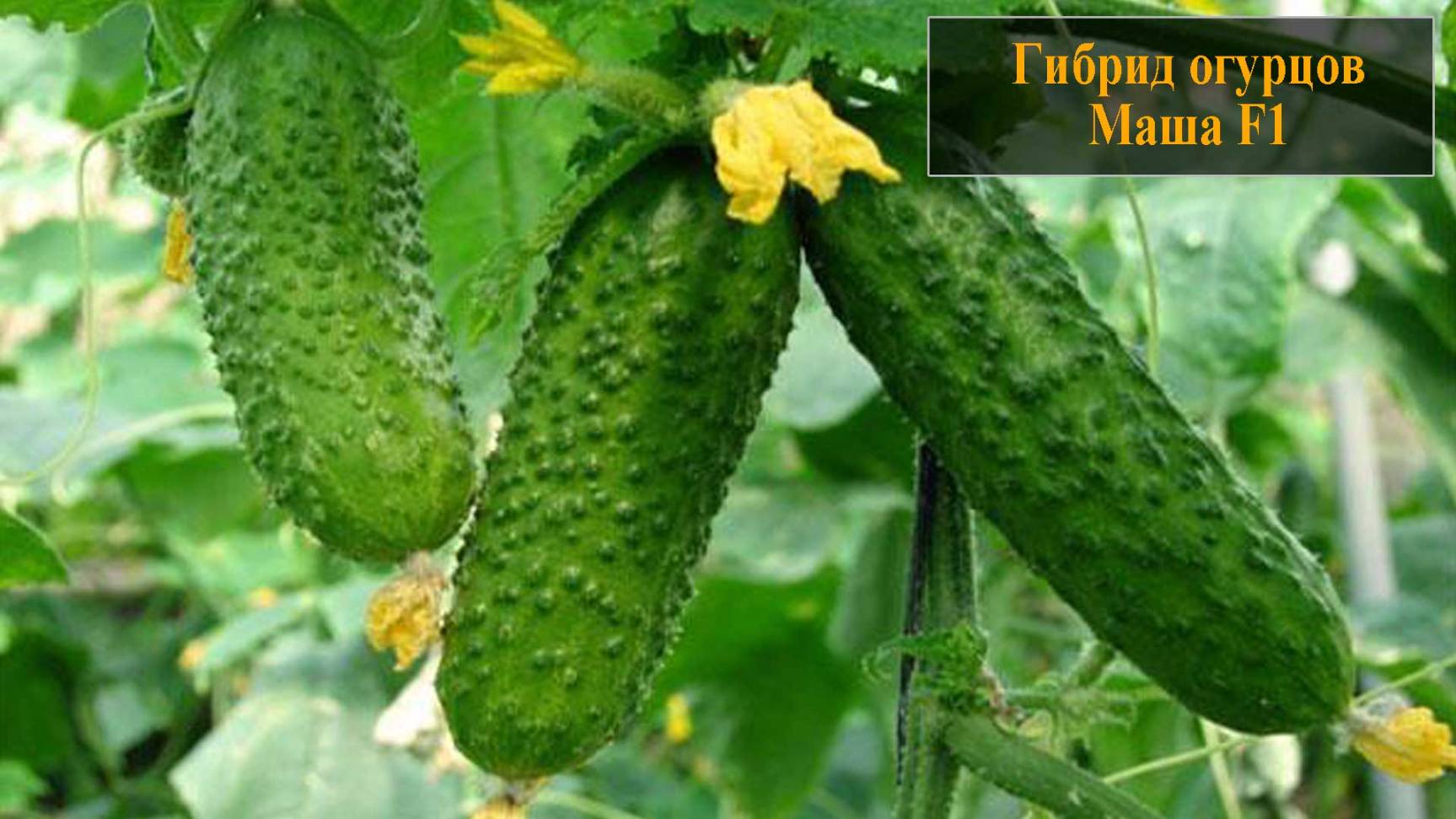 Гибрид огурца Маша F1 смотреть онлайн