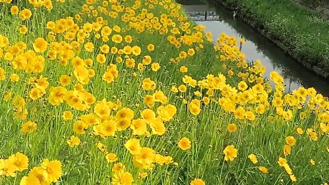 初夏のそよ風に揺れる黄金の花オオキンケイギク☆ смотреть онлайн