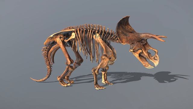3D Model - Triceratops Skeleton - Free Downloadable смотреть онлайн