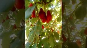 Кизил сорт Семён