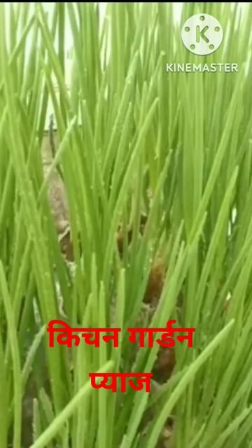 shortvideo# kitchen garden onion growth# смотреть онлайн