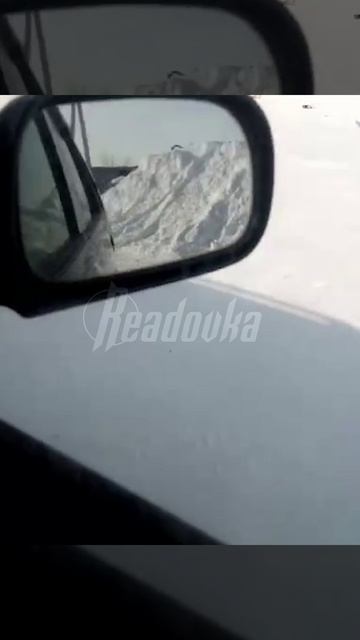 Стая бродячих собак в Хабаровском крае растерзала десятилетнюю девочку смотреть онлайн