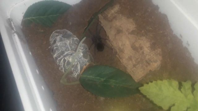 grammostola update plus nhs raffle смотреть онлайн