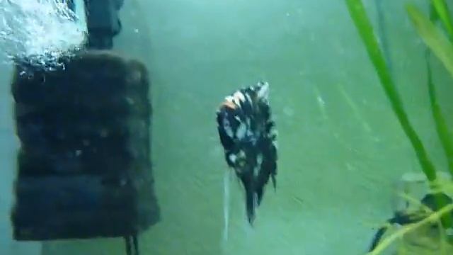 простой аквариум рыбки растения смотреть онлайн