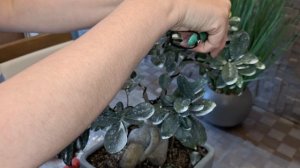 Фикус Микрокарпа Генсенг. Формирование кроны. Проволока Бонсай