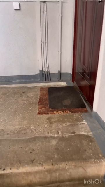 АМСТАФФ МИРА//ДОЛГАЯ ВСТРЕЧА #dog #собака #pitbull #прогулка #puppy #staffy #animals #собаки #dogli смотреть онлайн