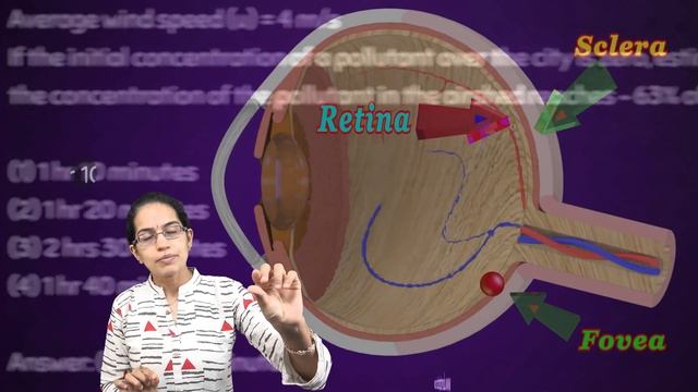 Structure of Eye: Cornea, Sclera, Pupil, Iris, Retina, Fovea, Blind Spot | Science | NSO | NSTSE смотреть онлайн