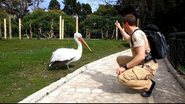 Pelikan attack  Пеликан атакует