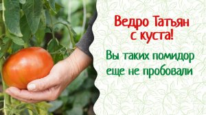 Из одного семечка — целое ведро томатов! Мичурин-томаты, Елена Храмушина