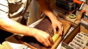 Пчеловодство. Как подсадить матку из пересылочной клеточки в отводок. Beekeeping