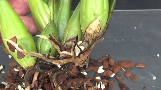 Annual repotting of Masdevallia and Coelogyne and a saved Lycaste. смотреть онлайн