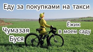 Еду за покупками на такси. Ёжик в моем саду. Чумазая Буся.