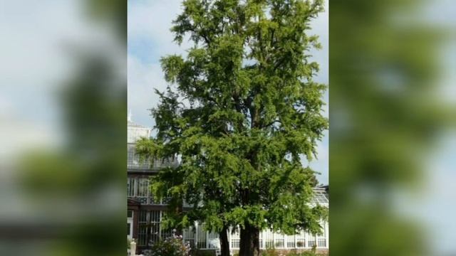 Гинкго билоба и Гёте смотреть онлайн