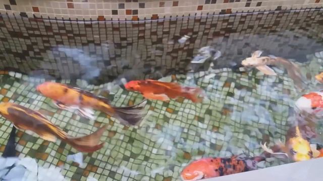 ЗАРИСОВКИ.Золотые рыбки🐠 🐠 смотреть онлайн