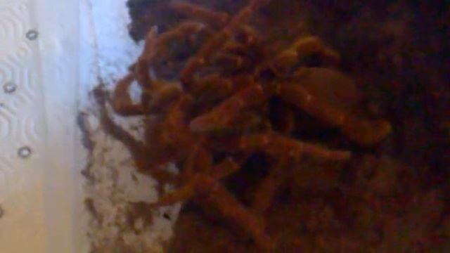 2' tentativo fallito accoppiamento Pelinobius muticus смотреть онлайн