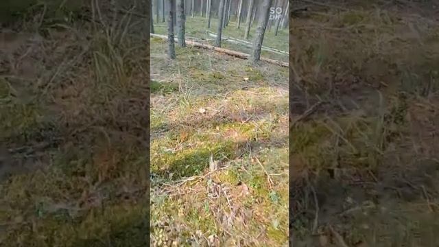 лес ЛЕПОТА смотреть онлайн