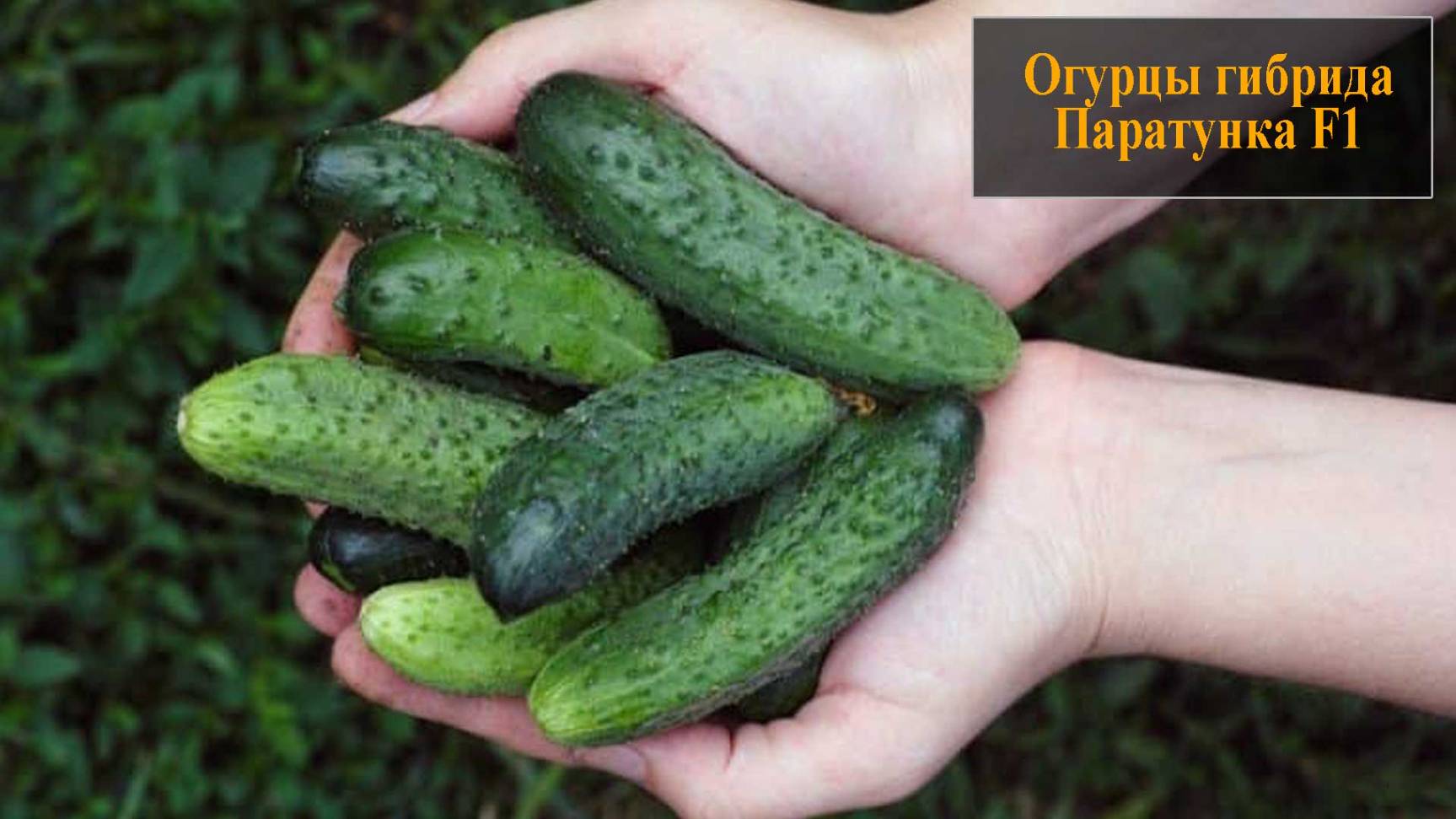 Огурцы Паратунка смотреть онлайн