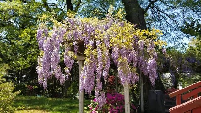 Bees on Wisteria 1 смотреть онлайн