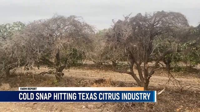 Cold Snap Hitting Texas Citrus Industry смотреть онлайн