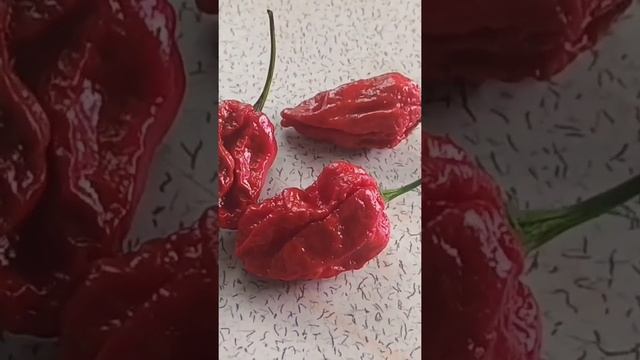 Перец Каролина Рипер - перец МУХОГОН!!! смотреть онлайн