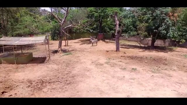 Zebra Grant смотреть онлайн