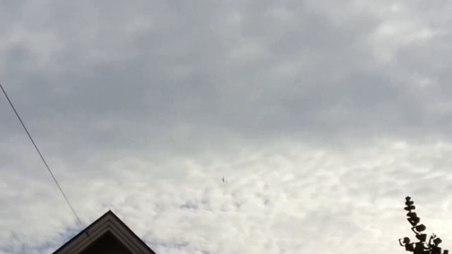 Black kite vs Larus смотреть онлайн