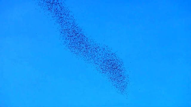 Bat Exodus смотреть онлайн