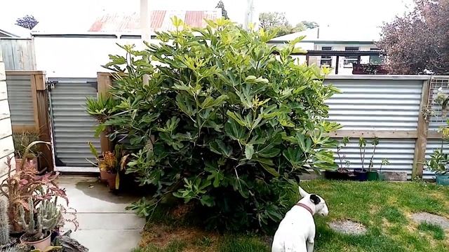 Winter pruning of my fig tree - a late spring update and other figgy goodness! смотреть онлайн
