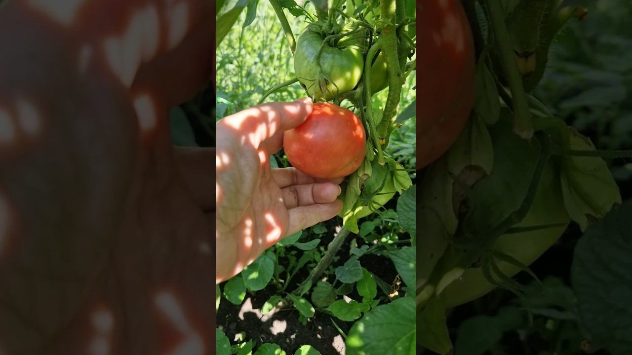 Первая помидорка и перец смотреть онлайн