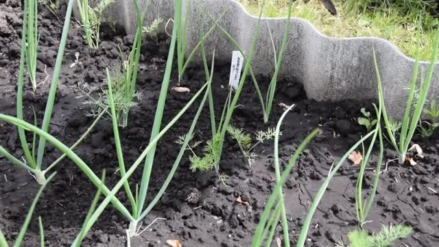 Лук эксибишен выращивание