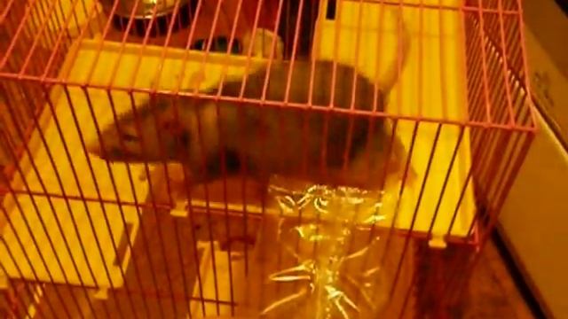 Крысак в клетке - хваталко/клеткотащилко. смотреть онлайн